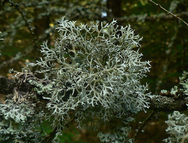 pakonárnik otrubový - terčovka otrubičnatá Pseudevernia furfuracea var. furfuracea (L.) Zopf