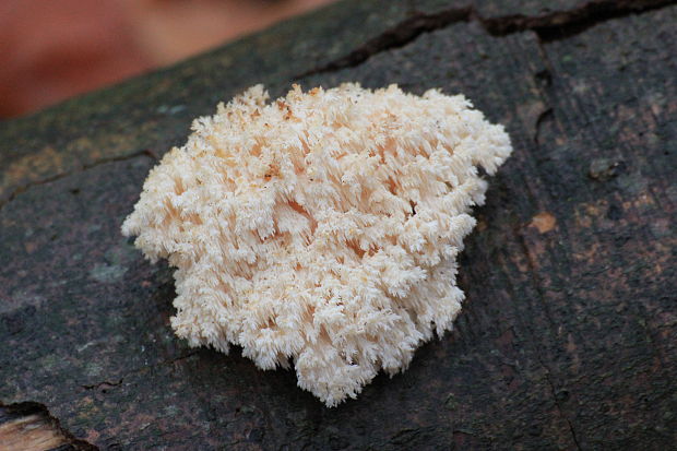koralovec bukový Hericium coralloides (Scop.) Pers.