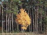 breza previsnutá