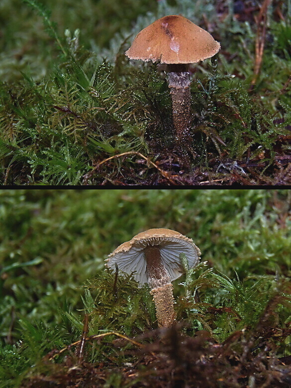 zrnivka okrová Cystoderma amianthinum (Scop.) Fayod