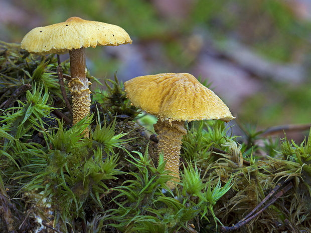 zrnivka okrová Cystoderma amianthinum (Scop.) Fayod