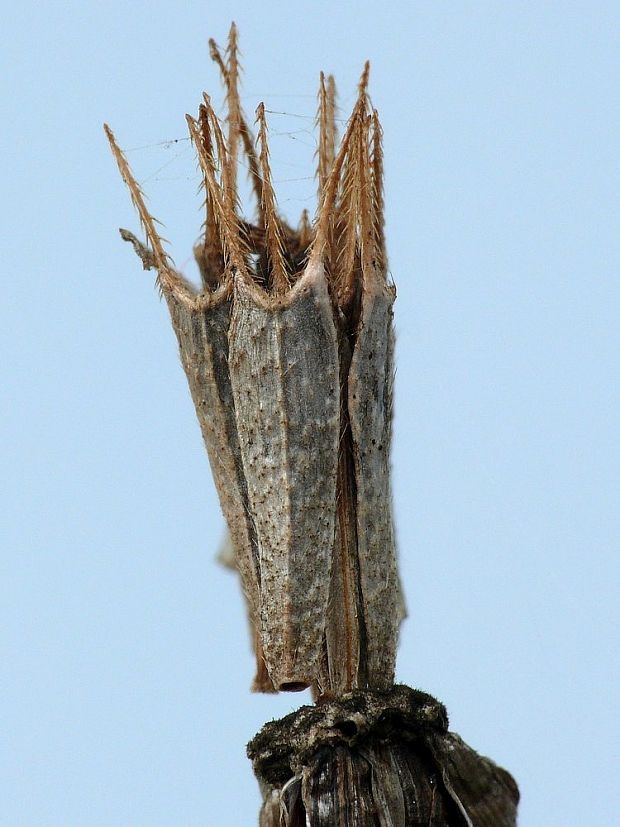 dvojzub listnatý Bidens frondosa L.