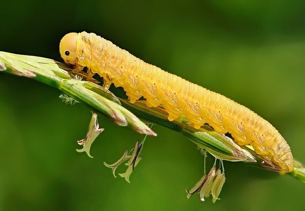 larva Selandria melanosterna