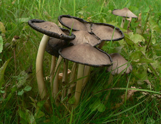 hnojník atramentový Coprinopsis atramentaria (Bull.) Redhead, Vilgalys & Moncalvo