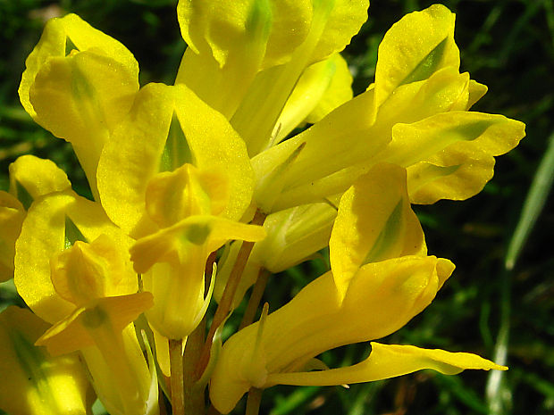 chochlačkovec žltý Pseudofumaria lutea (L.) Medik.