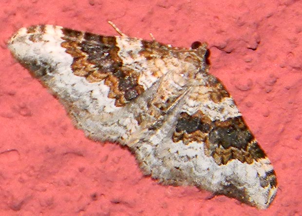 piadivka krížavková Epirrhoe galiata