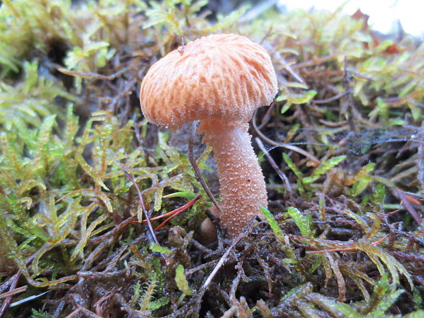 zrnivka okrová Cystoderma amianthinum (Scop.) Fayod