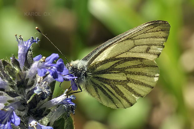 mlynárik repkový Pieris napi