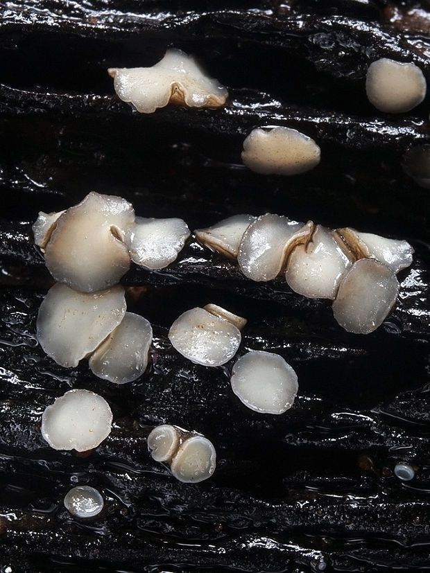 vodnička sediaca Cudoniella tenuispora (Cooke et Massee) Dennis