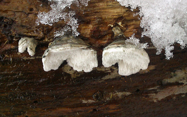 šťavnatec jelšový ? Cyanosporus alni (Niemelä & Vampola) B.K. Cui, L.L. Shen & Y.C. Dai