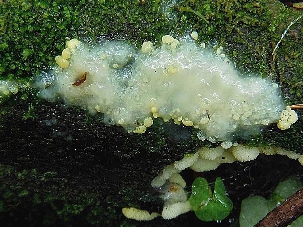 rohačka kríčkovitá v. pórovitá Ceratiomyxa fruticulosa var. porioides