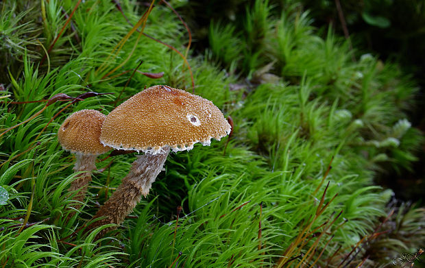 zrnivka Cystoderma sp.