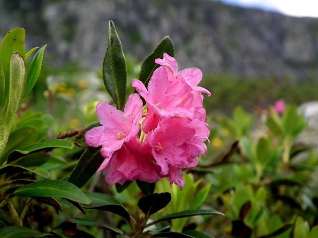 rododenderon  Rhododendron ferrugineum L.