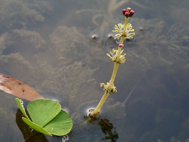 stolístok klasnatý,marsilea štvorlistá Myriophyllum spicatum,Marsilea quadrifolia L. L.