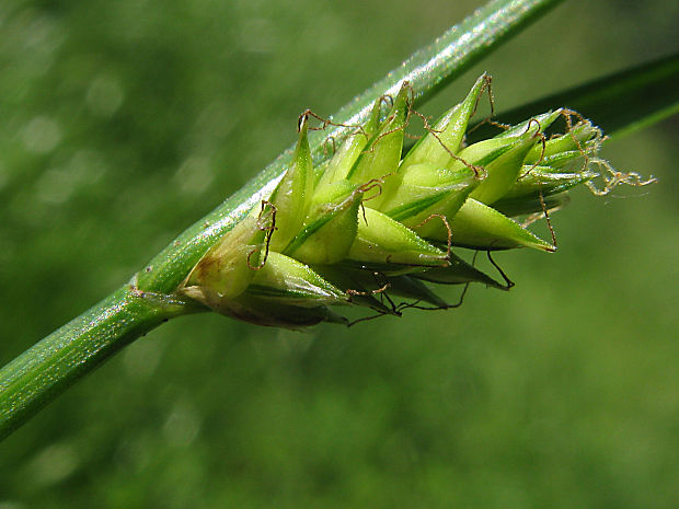 ostrica oddialená Carex remota L.