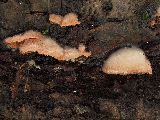 drevomorka rôsolovitá Phlebia tremellosa (Schrad.) Nakasone & Burds.
