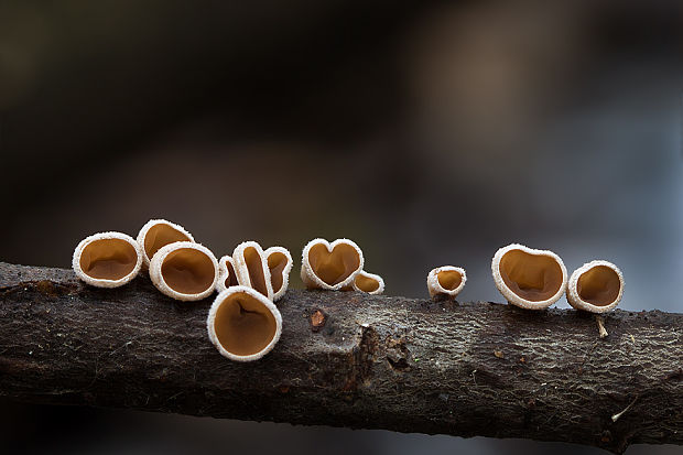 škľabka plstnatá Schizophyllum amplum (Lév.) Nakasone