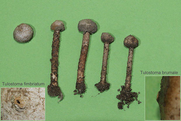 stopkovec vláknitý + zimný Tulostoma fimbriatum + brumale