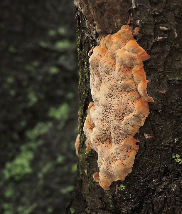 ohňovec slivkový Phellinus pomaceus (Pers.) Maire