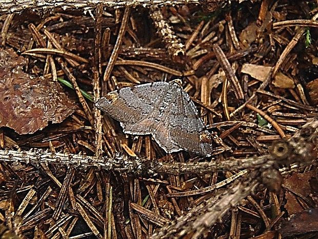 listnatka borovicová Macaria liturata