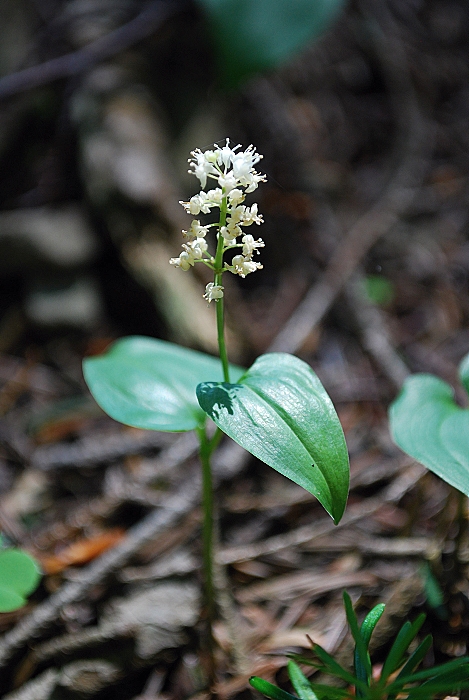 tôňovka dvojlistá Maianthemum bifolium (L.) F. W. Schmidt