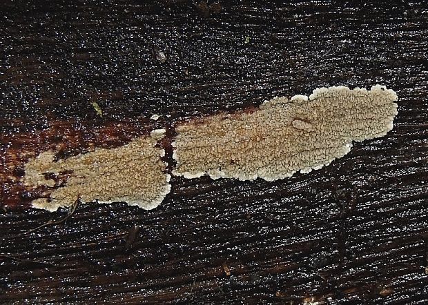 žilnačka merulioidnopórová Phlebia rufa (Pers.) M.P. Christ.