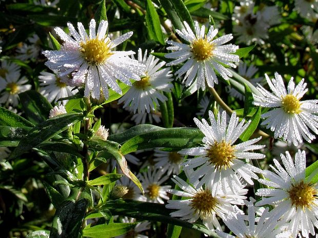 astra kopijovitolistá Aster lanceolatus Willd.