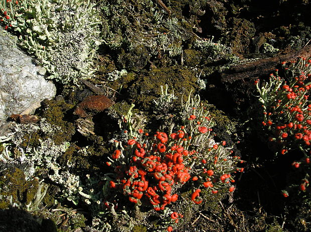 dutohlávka Cladonia sp.