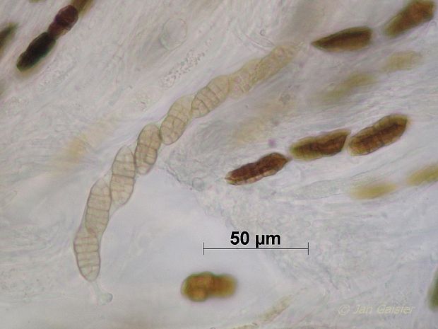 kloubnatka dřišťálová Cucurbitaria berberidis (Pers.) Gray