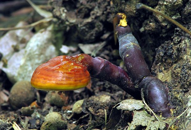 lesklokôrovka obyčajná Ganoderma lucidum (Curtis) P. Karst.