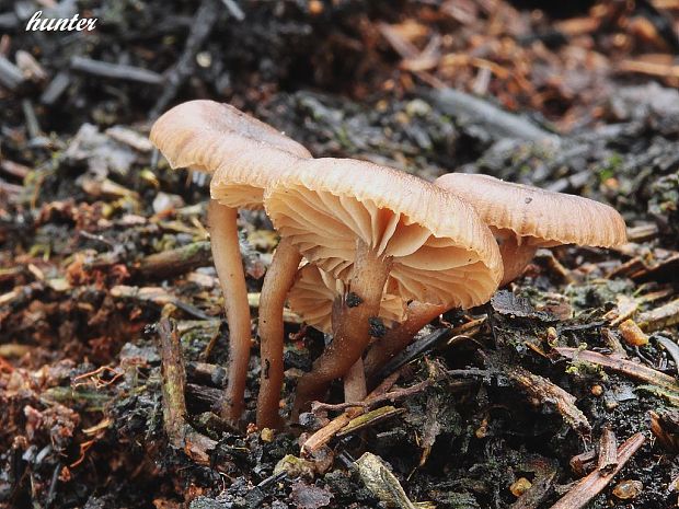 uhľovka lúčovitá Myxomphalia maura (Fr.) Hora