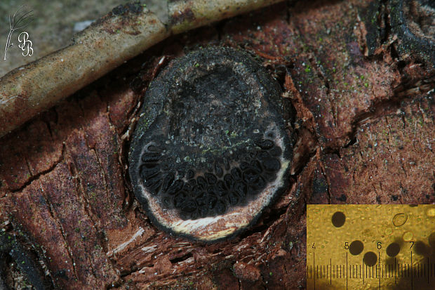 peniazovček Biscogniauxia marginata (Fr.) Pouzar