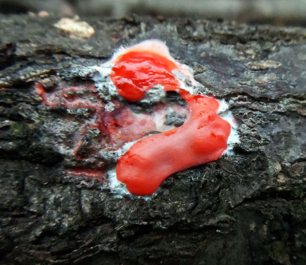 vlčinka červená  Lycogala cf. epidendrum (J.C. Buxb. ex L.) Fr.