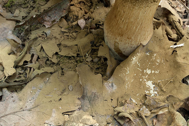 hríb horký - vytrusný prach Caloboletus radicans (Pers.) Vizzini