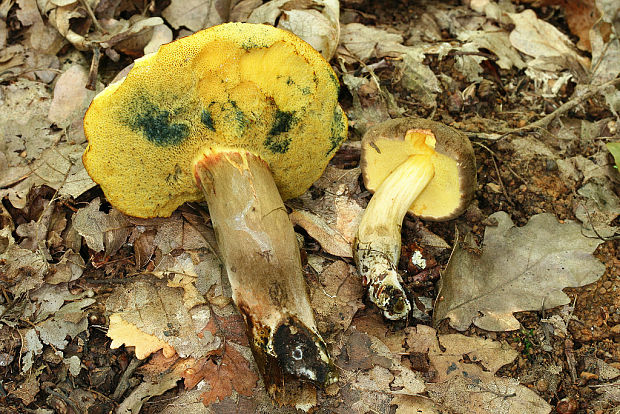suchohríb uťatovýtrusný Xerocomellus porosporus (Imler ex Bon & G. Moreno) Šutara