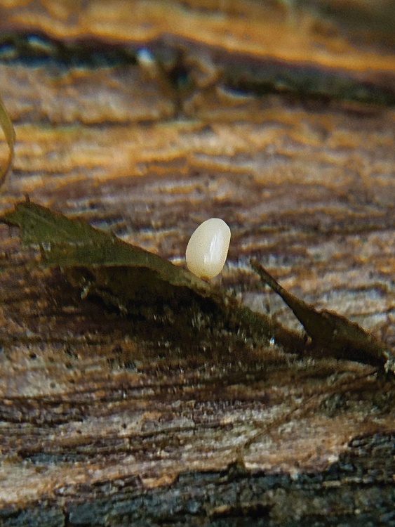 piestovka vysoká Typhula phacorrhiza (Reichard) Fr.
