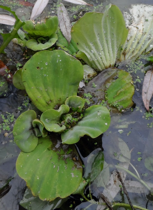 Pistia stratiotes L.