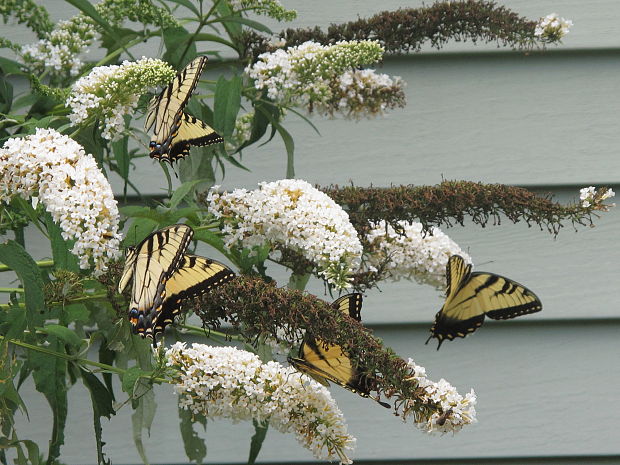 vidlochvost tigrovany Papilio glaucus