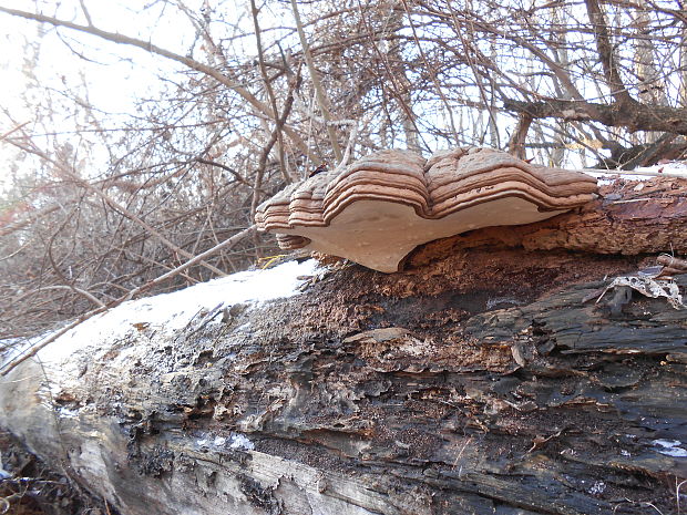 lesklokôrovka plochá Ganoderma applanatum (Pers.) Pat.