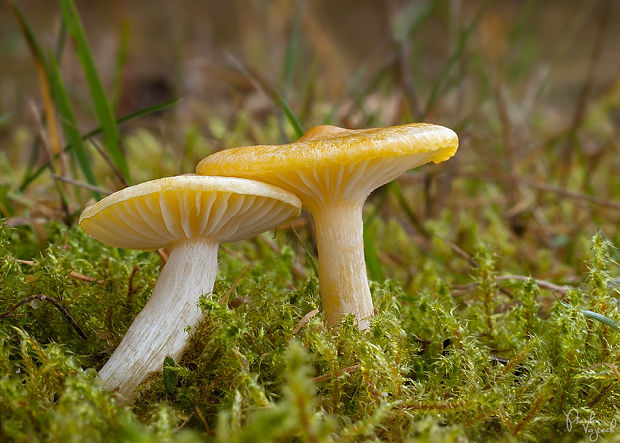 šťavnačka smrekovcová Hygrophorus lucorum Kalchbr.