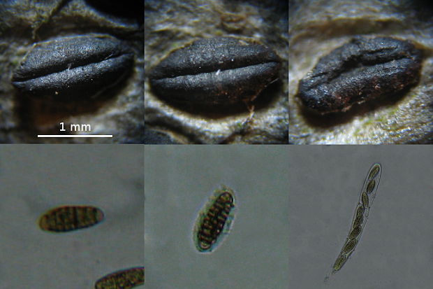skulinatník Hysterographium cf. fraxini