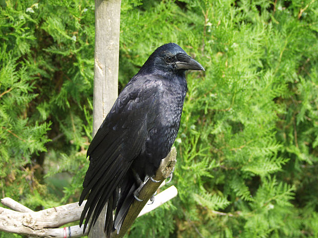havran polný Corvus frugilegus