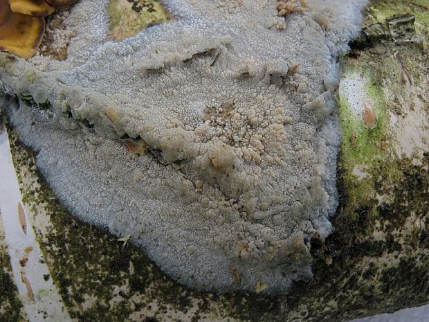 kožovka štetinatá Hyphoderma setigerum (Fr.) Donk