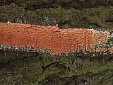 kornatka mäsovočervená
