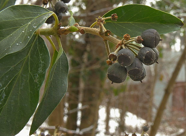 brečtan popínavý Hedera helix L.