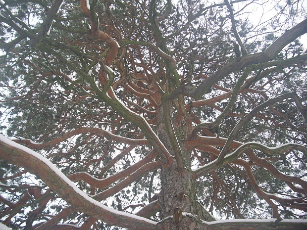 borovica Pinus sylvestris L.