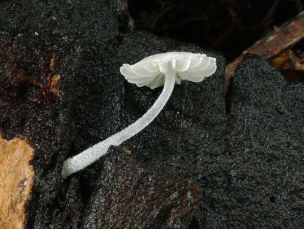 prilbička Mycena cf. corynephora