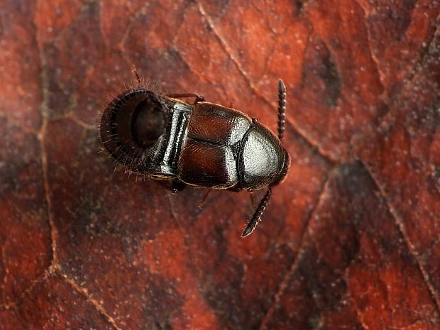 drobčíkovité Staphylinidae sp.