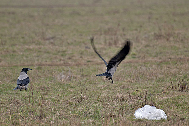 vrana túlavá východoeurópska Corvus corone cornix