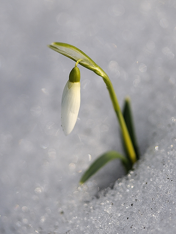 snežienka jarná  Galanthus nivalis L.